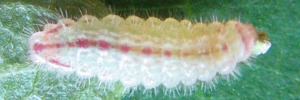 Later Larvae Top of Dainty Grass-blue - Zizula hylax attenuata